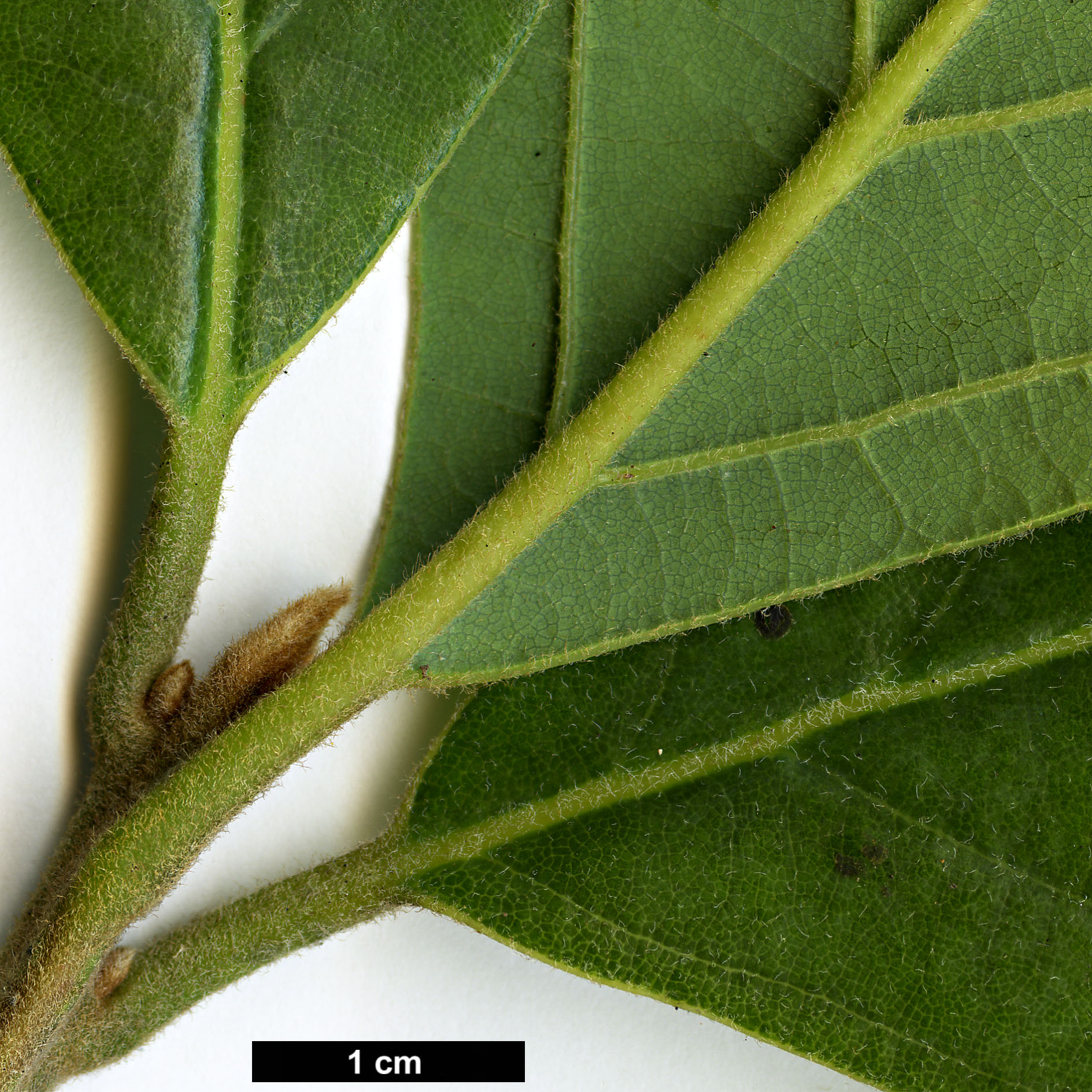 High resolution image: Family: Lauraceae - Genus: Beilschmiedia - Taxon: miersii